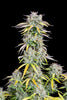 Fast Buds Big Bud Auto | 3er Packung - Bud Brothers