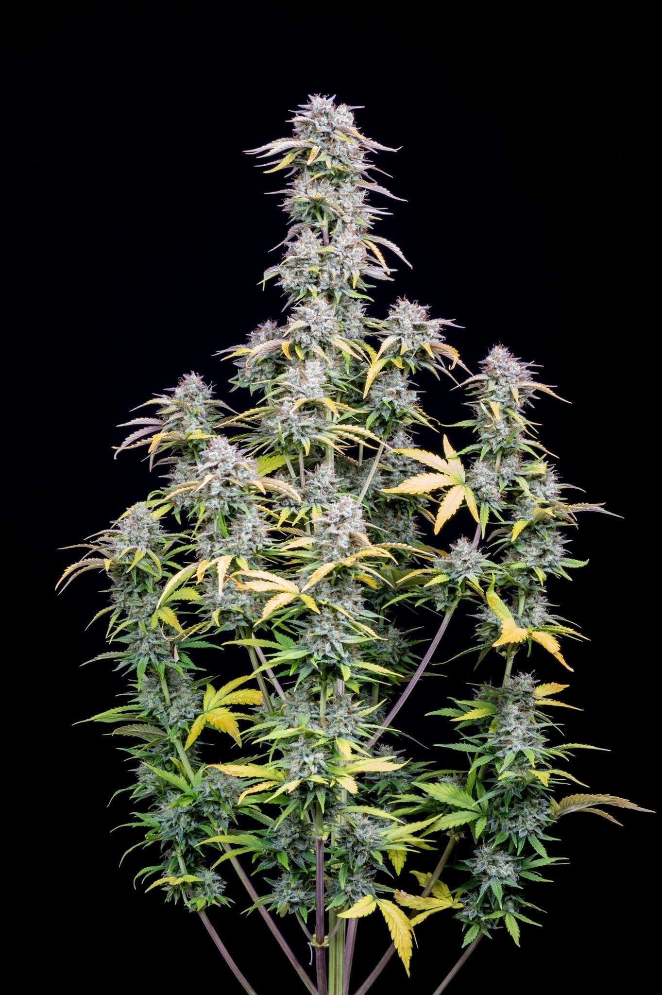 Fast Buds Big Bud Auto | 3er Packung - Bud Brothers