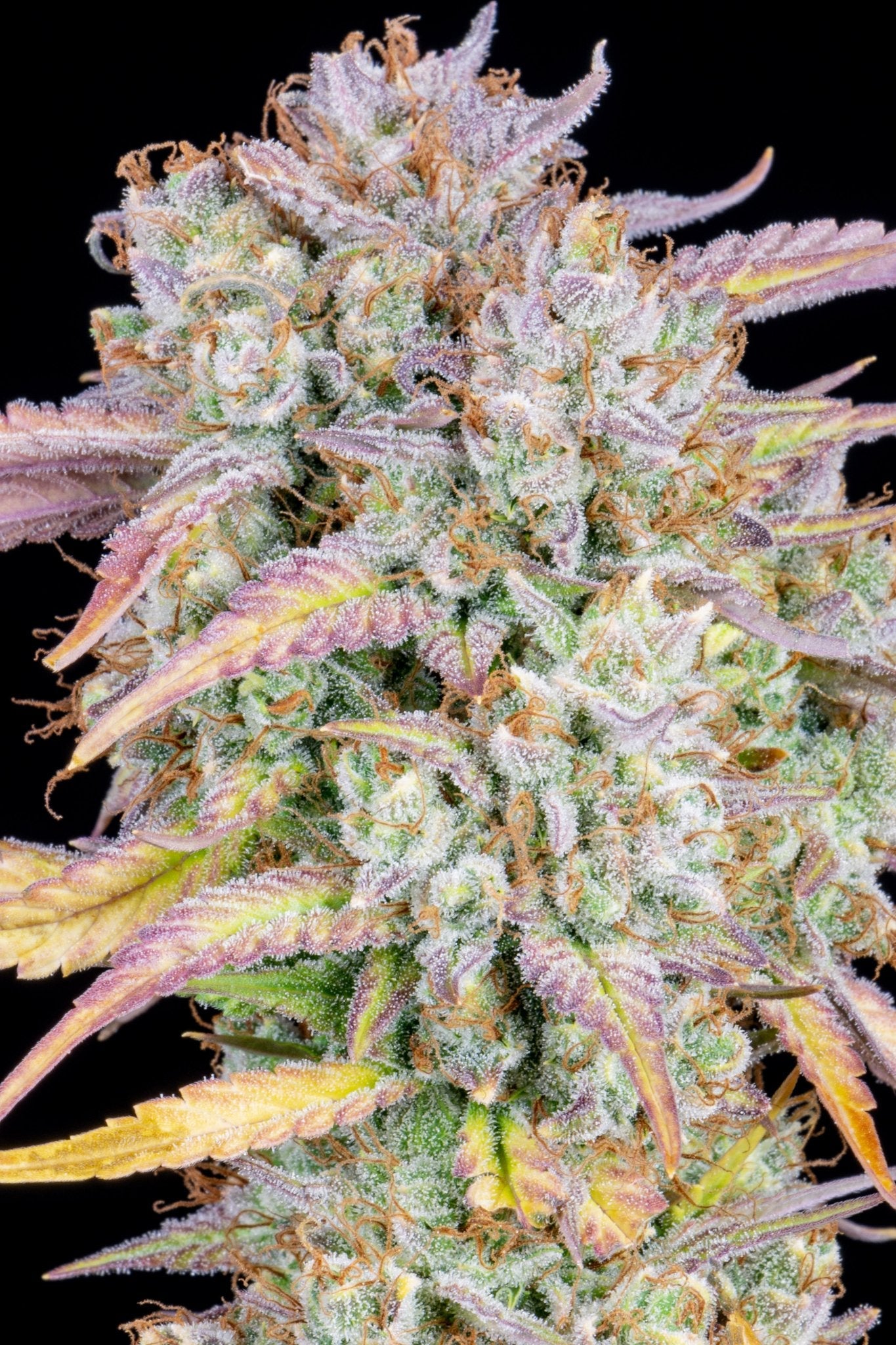 Fast Buds Big Bud Auto | 3er Packung - Bud Brothers