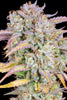 Fast Buds Big Bud Auto | 3er Packung - Bud Brothers