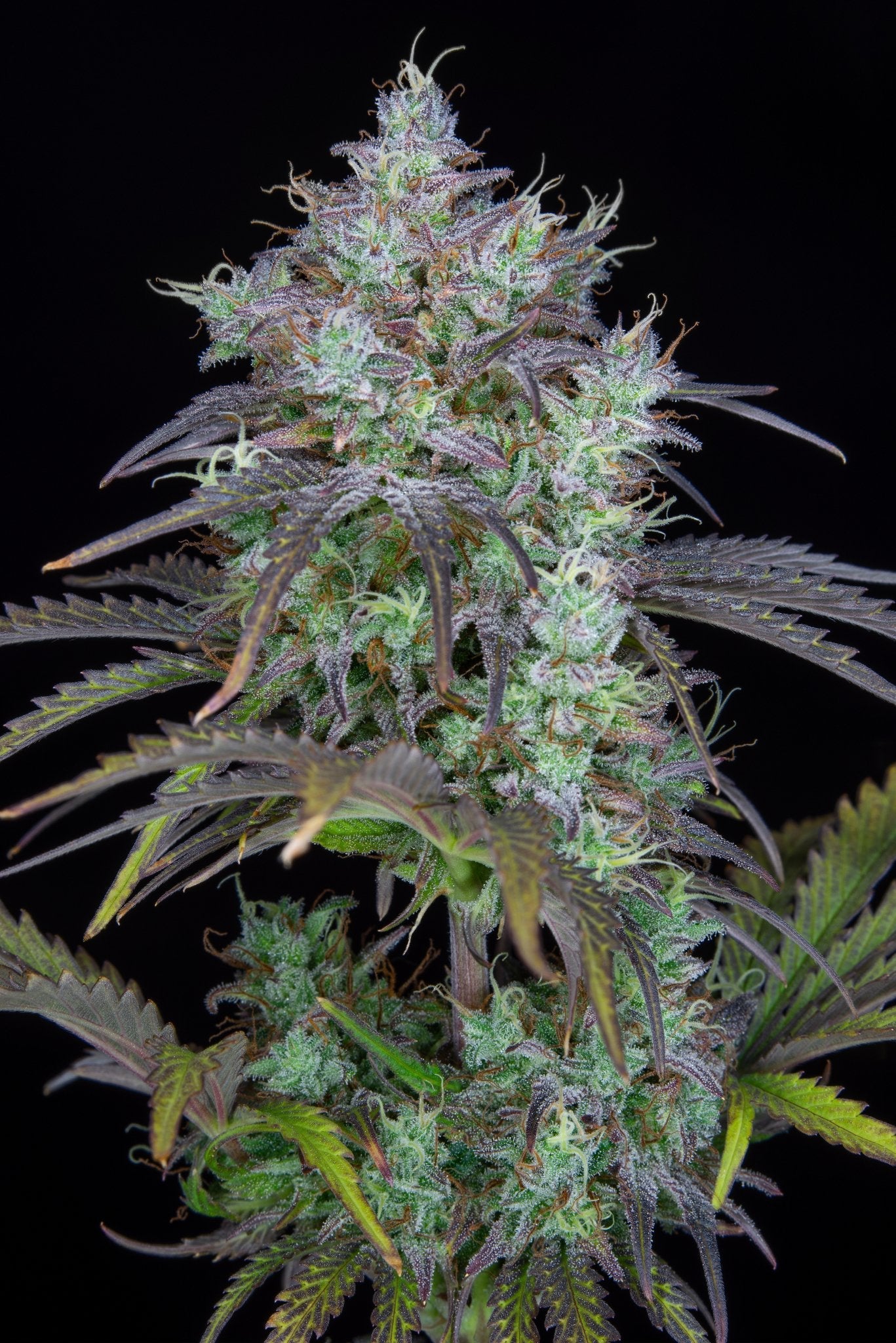 Fast Buds Big Bud Auto | 3er Packung - Bud Brothers