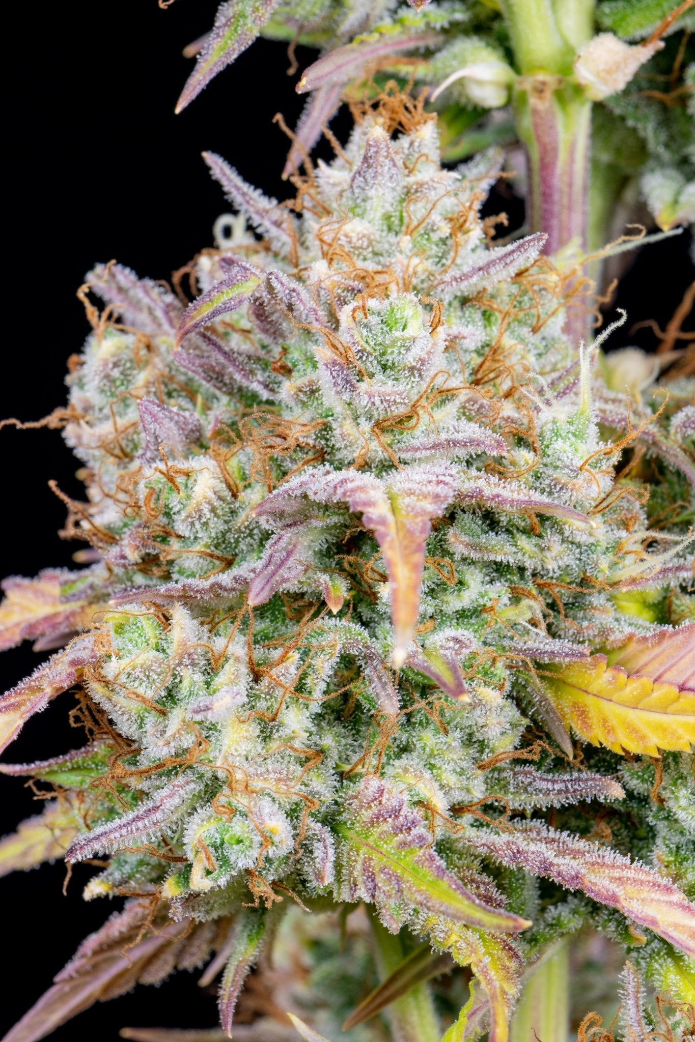 Fast Buds Big Bud Auto | 3er Packung - Bud Brothers