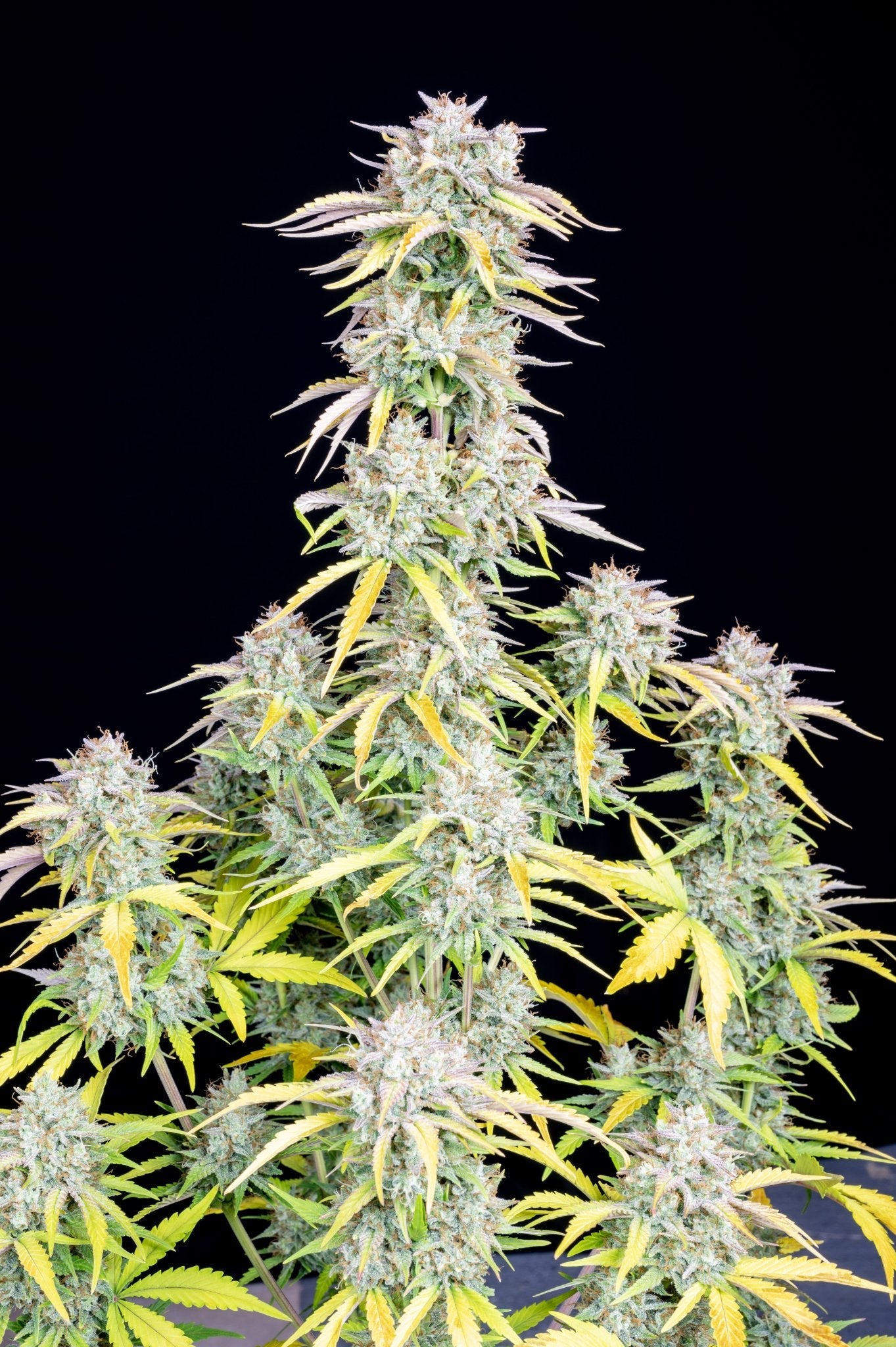 Fast Buds Big Bud Auto | 3er Packung - Bud Brothers