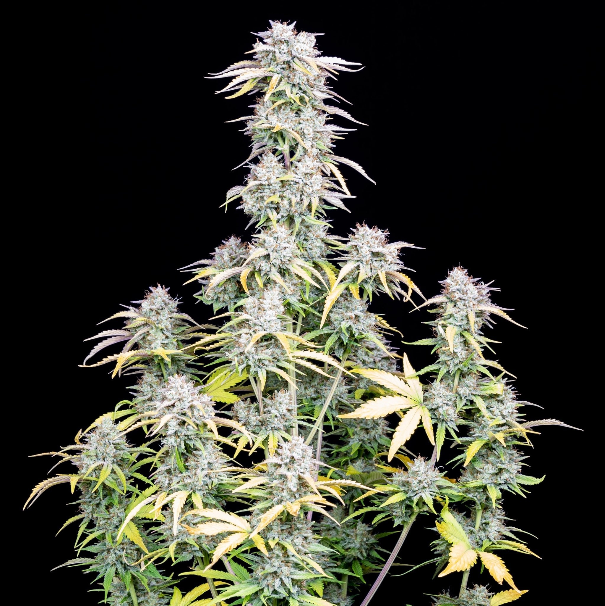 Fast Buds Big Bud Auto | 3er Packung - Bud Brothers