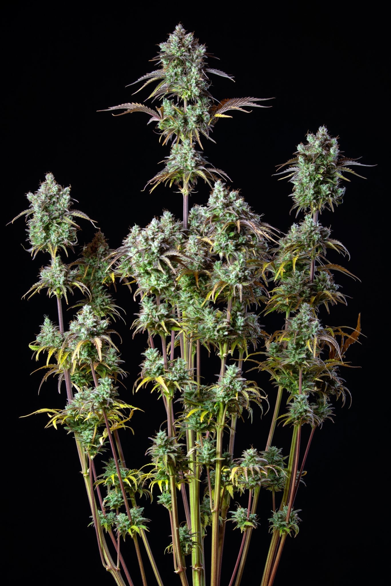 Fast Buds Big Bud Auto | 3er Packung - Bud Brothers