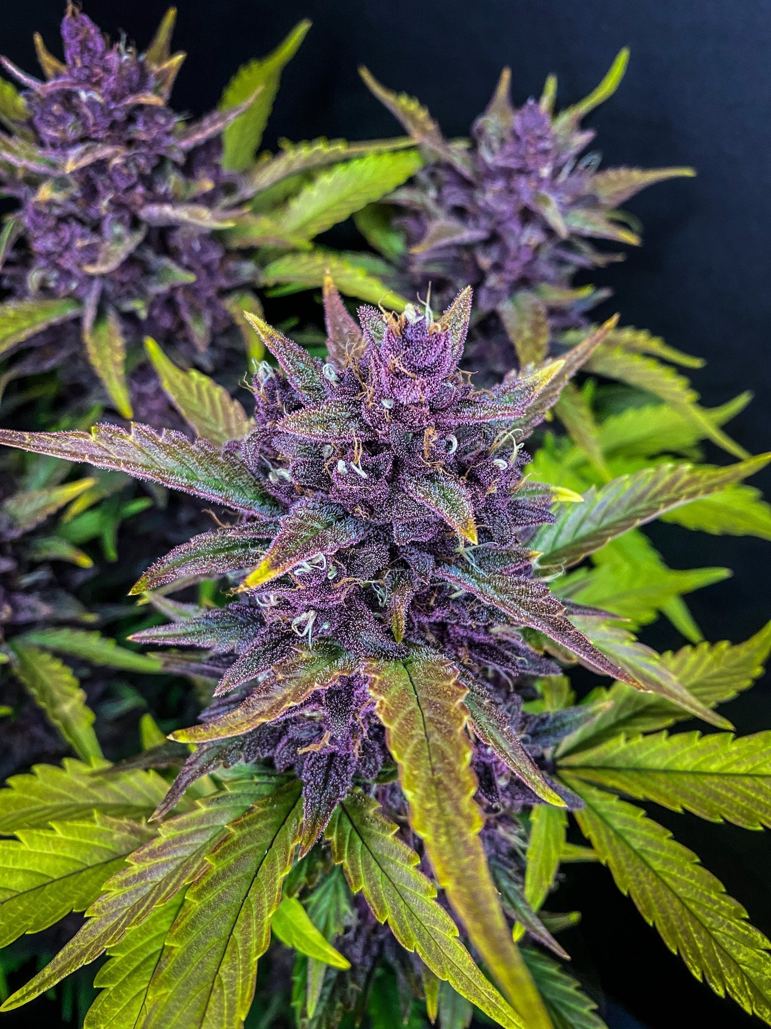 Fast Buds Blackberry Auto | 3er Packung - Bud Brothers