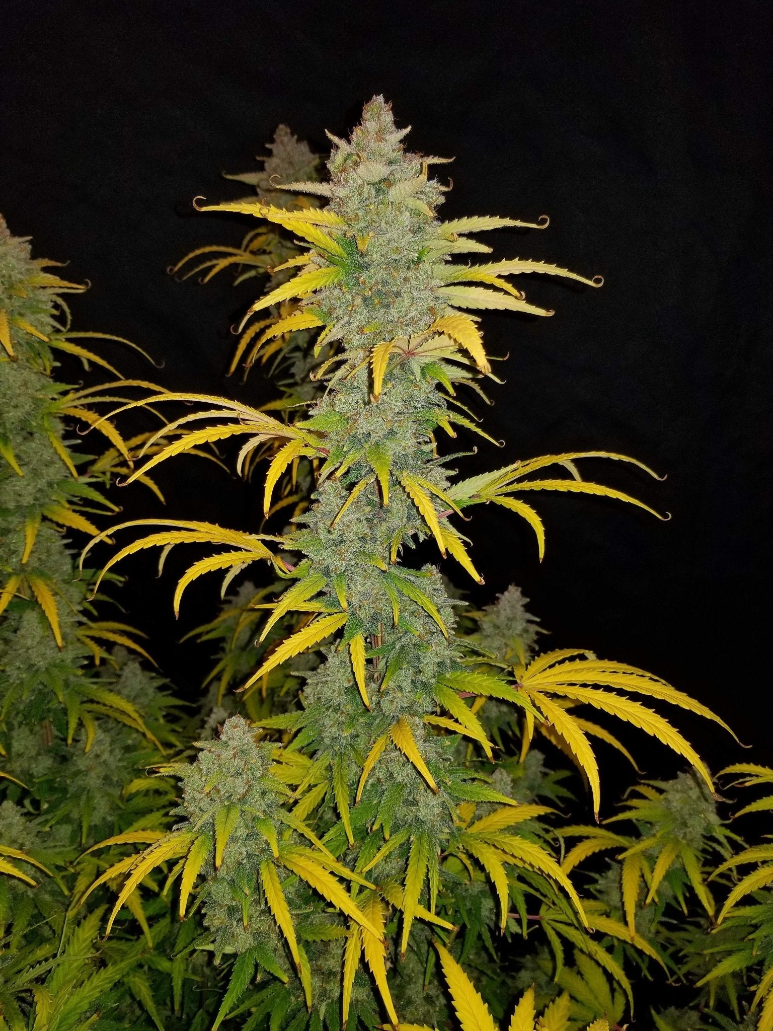 Fast Buds Blue Dream Auto | 3er Packung - Bud Brothers