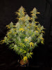 Fast Buds Blue Dream Auto | 3er Packung - Bud Brothers