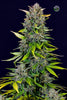 Fast Buds Blue Dream Auto | 3er Packung - Bud Brothers