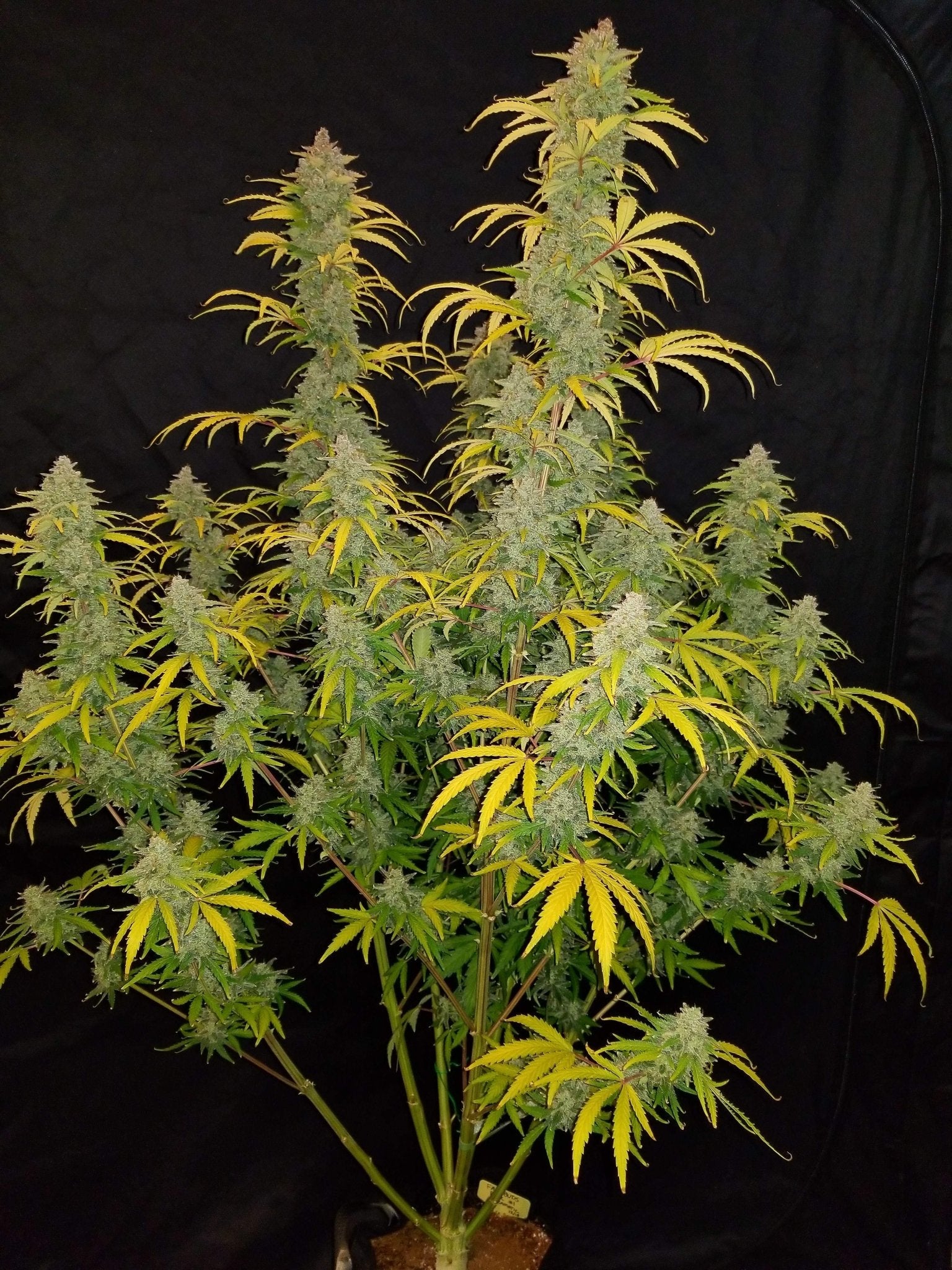 Fast Buds Blue Dream Auto | 3er Packung - Bud Brothers