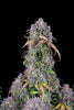 Fast Buds Blueberry Auto | 3er Packung - Bud Brothers