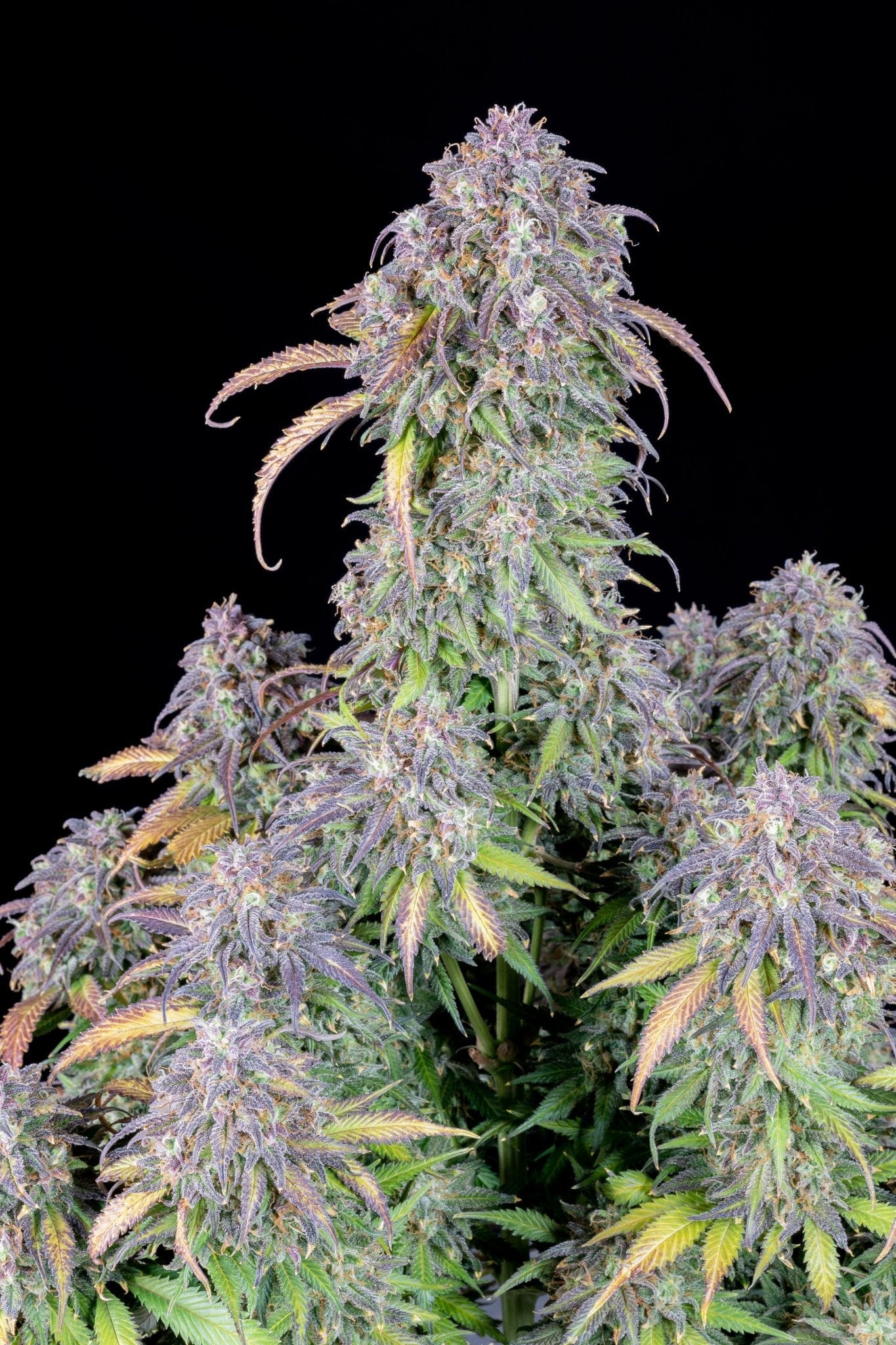 Fast Buds Blueberry Auto | 3er Packung - Bud Brothers