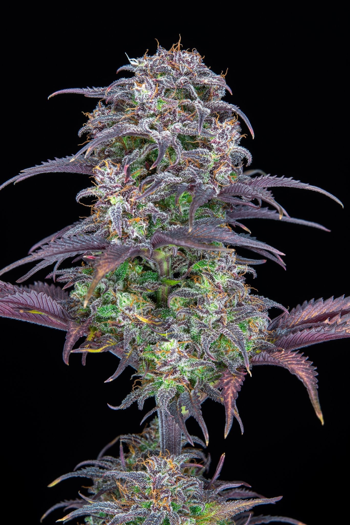 Fast Buds Blueberry Auto | 3er Packung - Bud Brothers