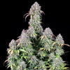 Fast Buds Blueberry Auto | 3er Packung - Bud Brothers