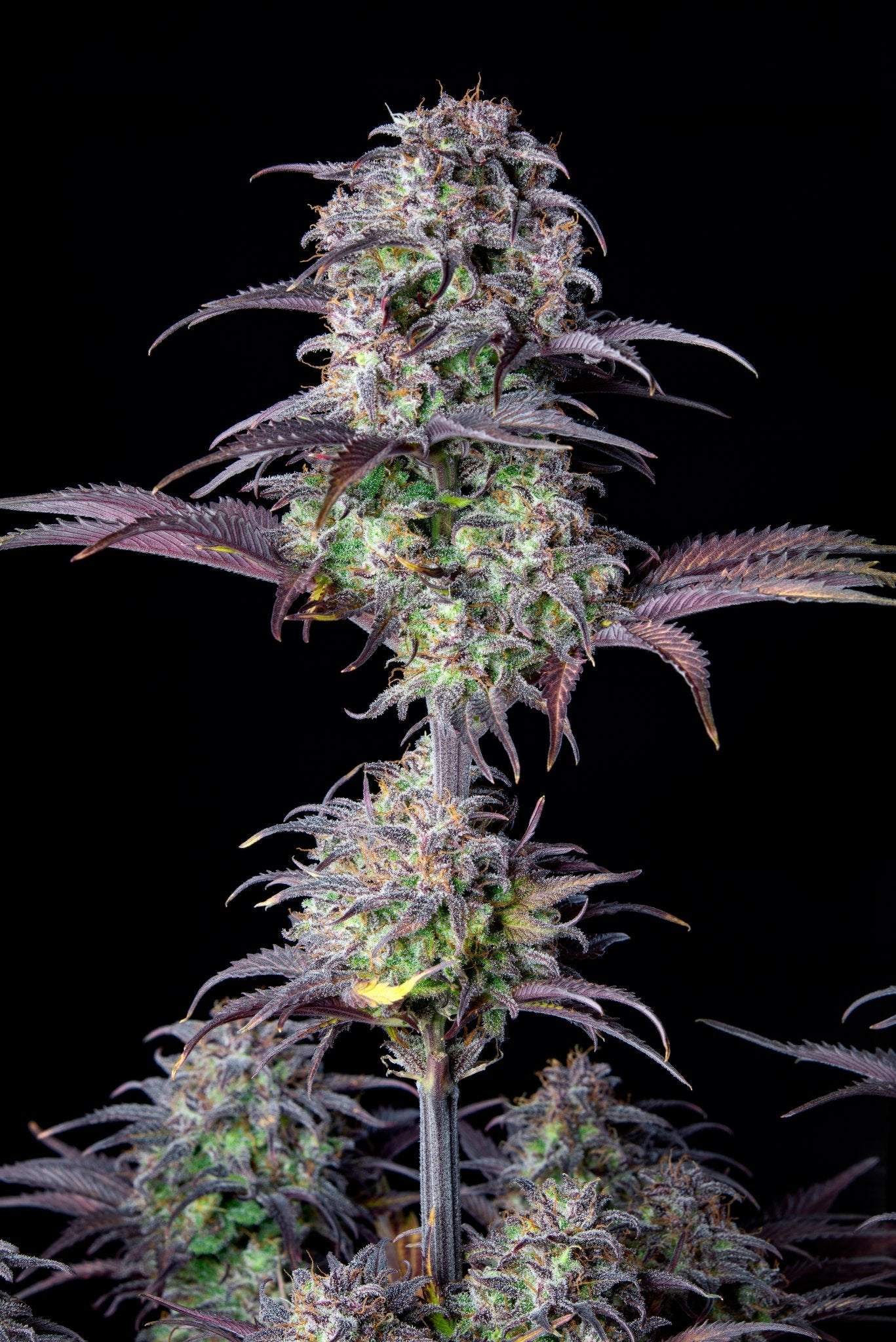 Fast Buds Blueberry Auto | 3er Packung - Bud Brothers