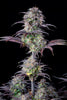 Fast Buds Blueberry Auto | 3er Packung - Bud Brothers