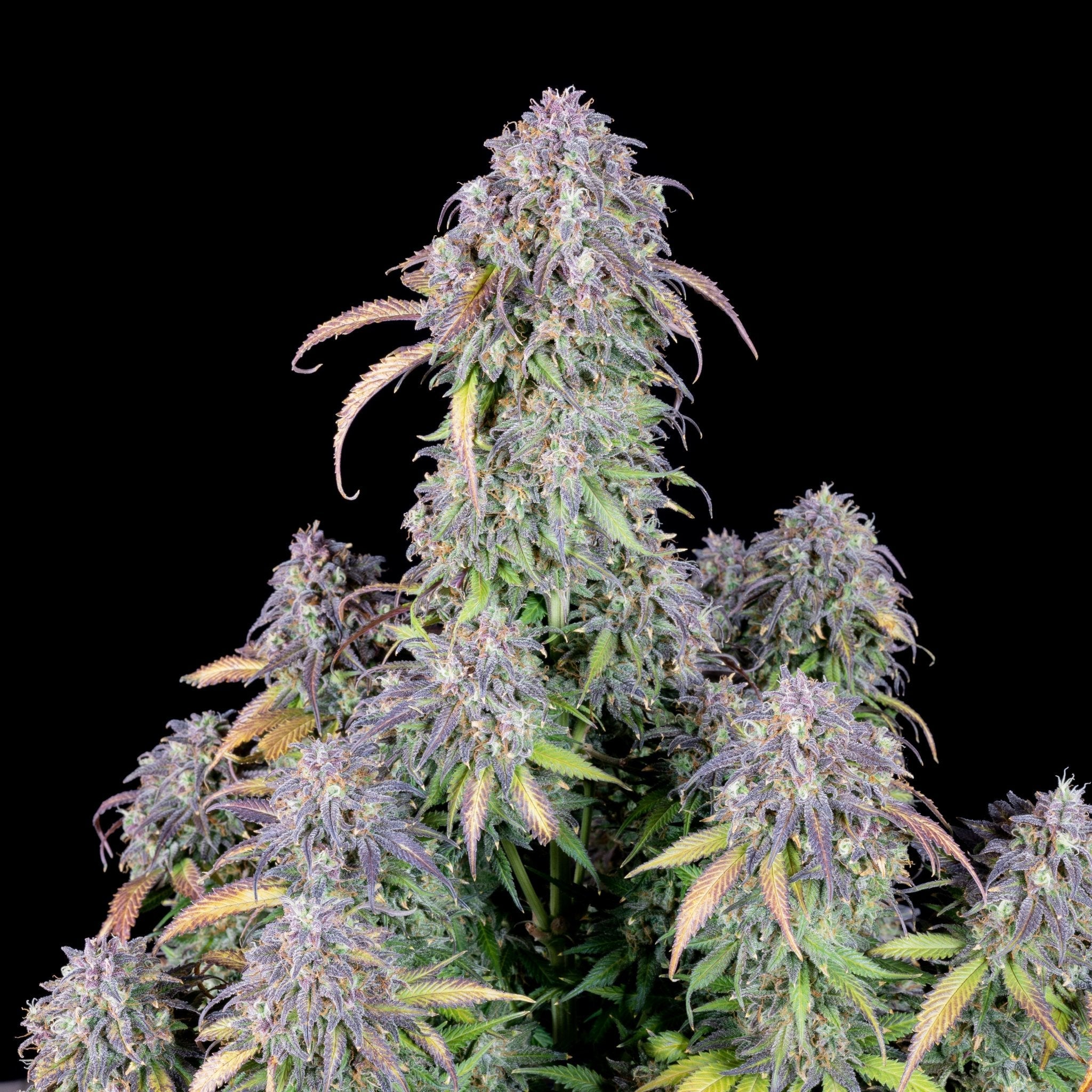 Fast Buds Blueberry Auto | 3er Packung - Bud Brothers