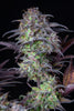 Fast Buds Blueberry Auto | 3er Packung - Bud Brothers