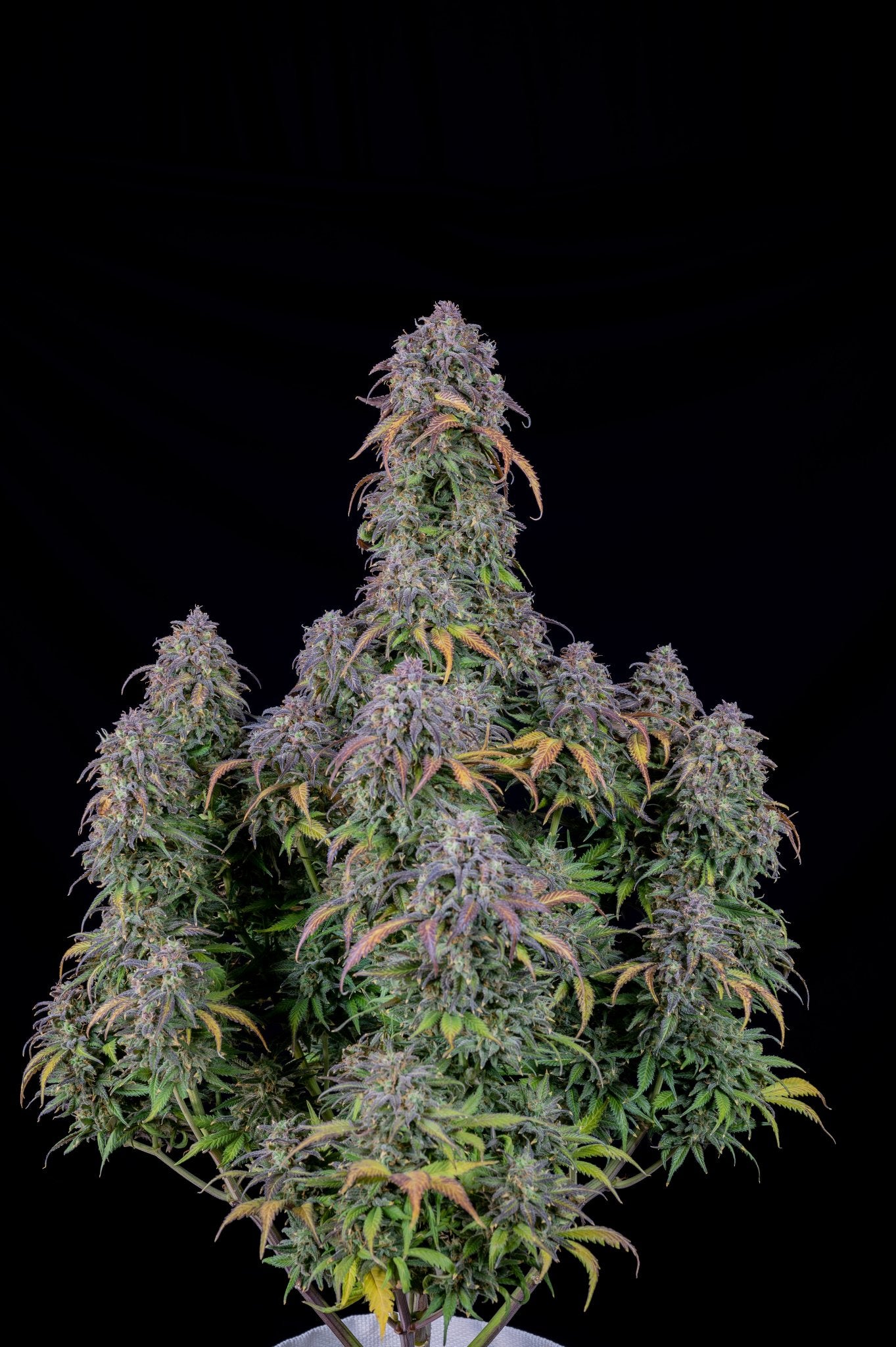 Fast Buds Blueberry Auto | 3er Packung - Bud Brothers