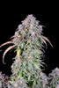 Fast Buds Blueberry Auto | 3er Packung - Bud Brothers