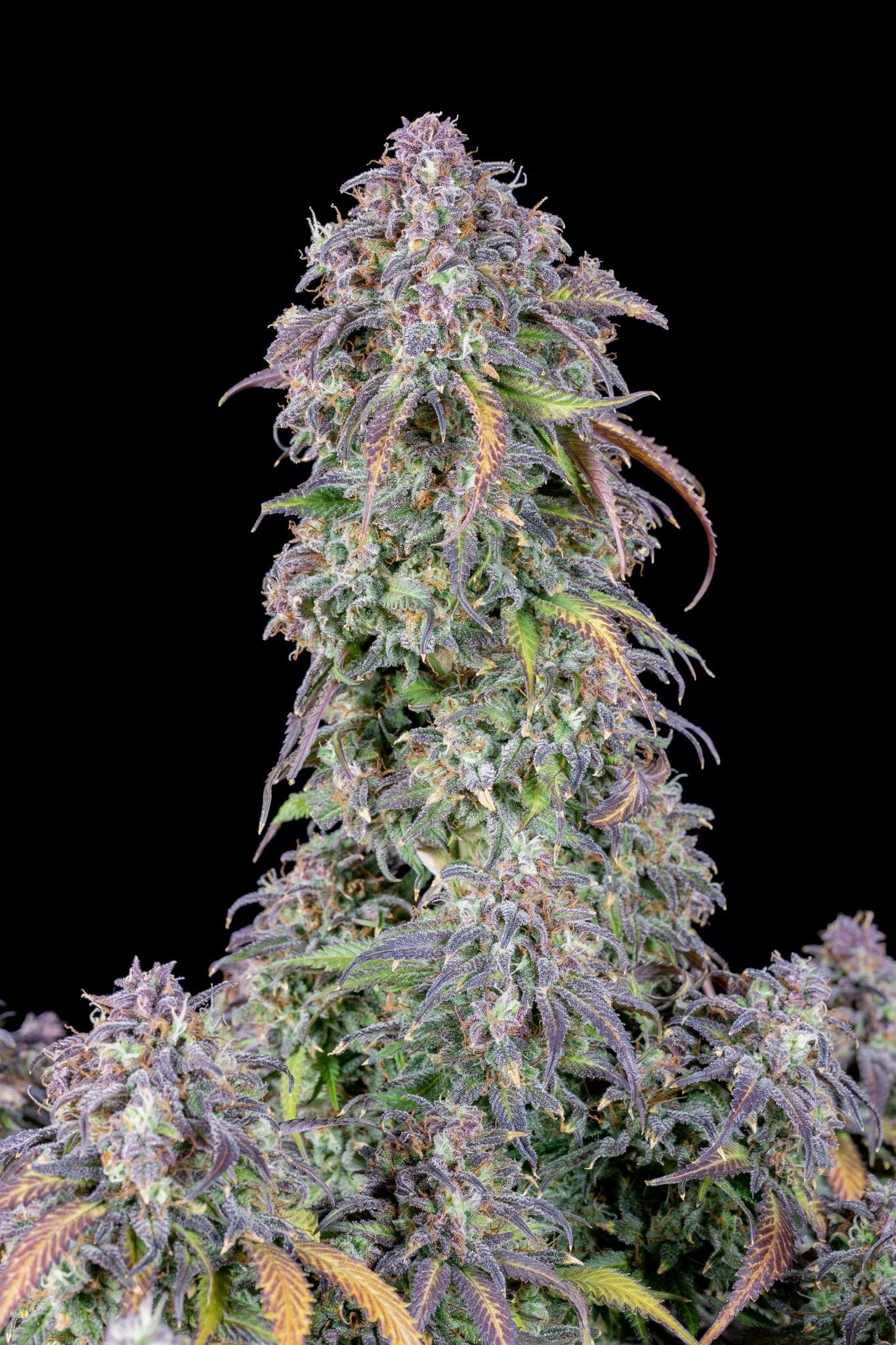 Fast Buds Blueberry Auto | 3er Packung - Bud Brothers