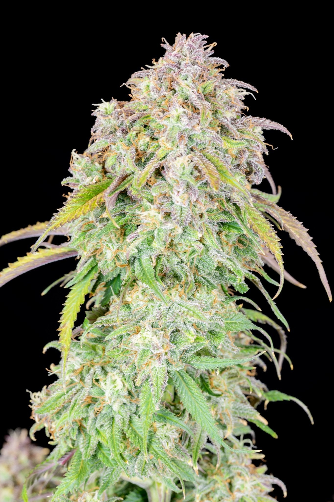 Fast Buds Blueberry Auto | 3er Packung - Bud Brothers