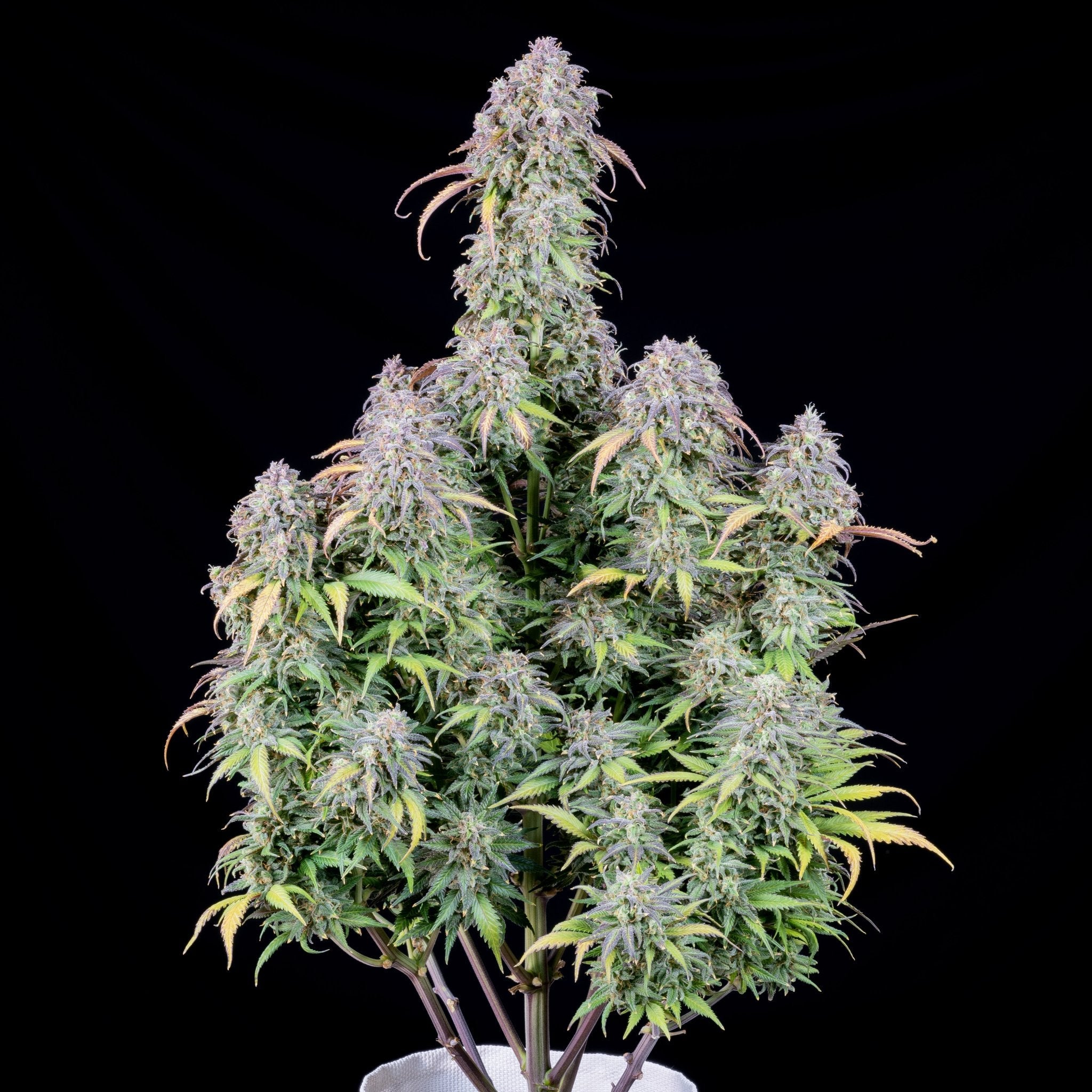 Fast Buds Blueberry Auto | 3er Packung - Bud Brothers