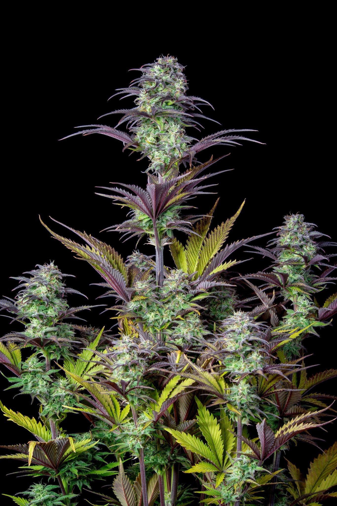 Fast Buds Blueberry Auto | 3er Packung - Bud Brothers