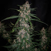 Fast Buds C4 | 3er Packung - Bud Brothers