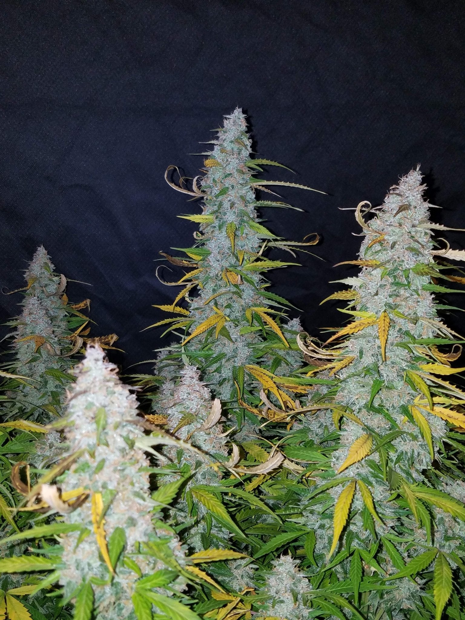 Fast Buds California Snow Auto | 3er Packung - Bud Brothers