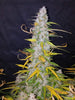 Fast Buds California Snow Auto | 3er Packung - Bud Brothers