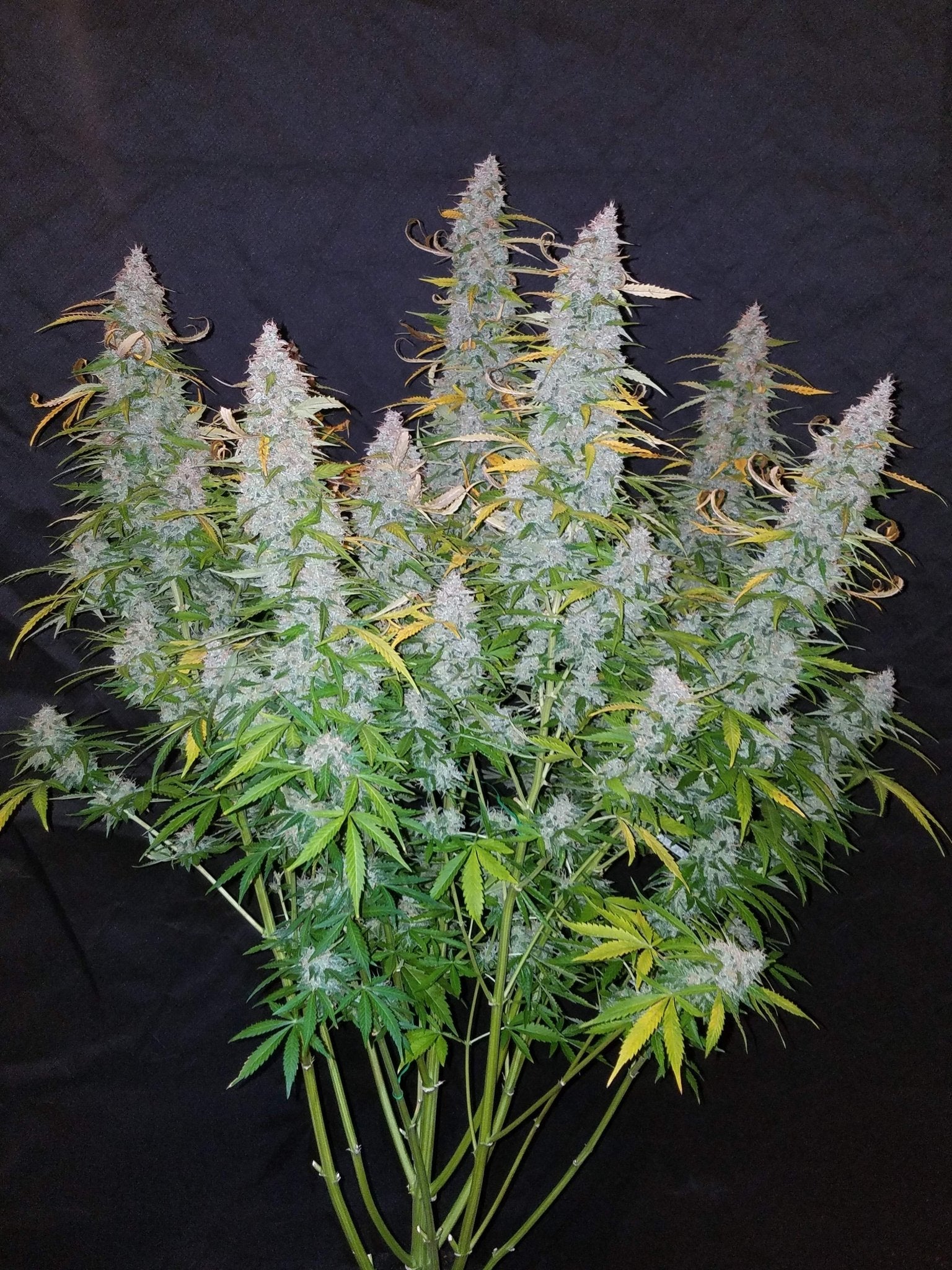 Fast Buds California Snow Auto | 3er Packung - Bud Brothers