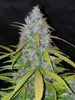 Fast Buds California Snow Auto | 3er Packung - Bud Brothers