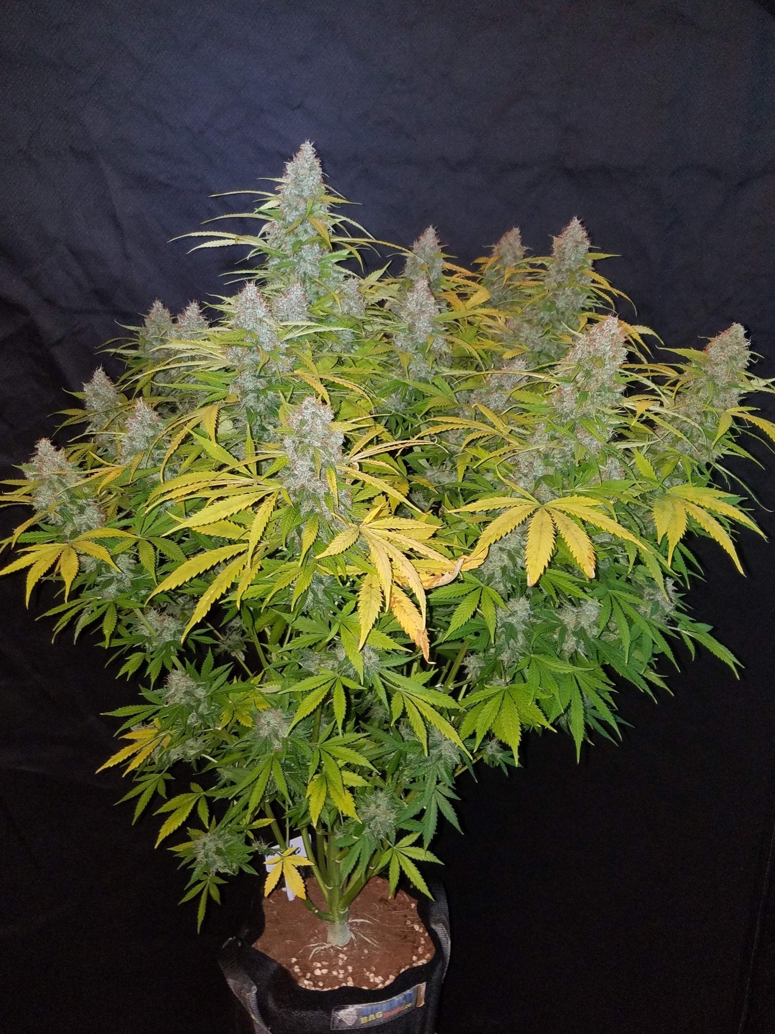 Fast Buds California Snow Auto | 3er Packung - Bud Brothers