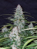 Fast Buds California Snow Auto | 3er Packung - Bud Brothers