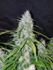 Fast Buds California Snow Auto | 3er Packung - Bud Brothers