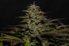 Fast Buds Cheese Auto | 3er Packung - Bud Brothers