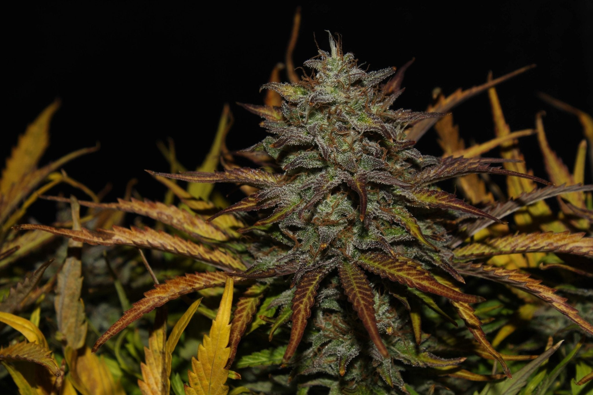 Fast Buds Cheese Auto | 3er Packung - Bud Brothers