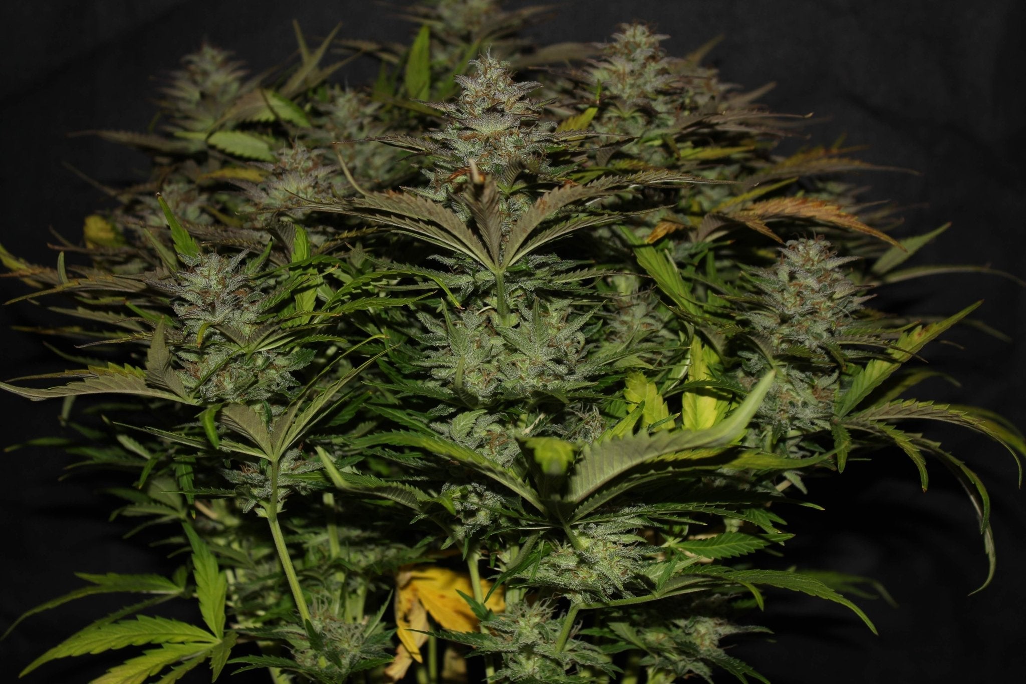 Fast Buds Cheese Auto | 3er Packung - Bud Brothers