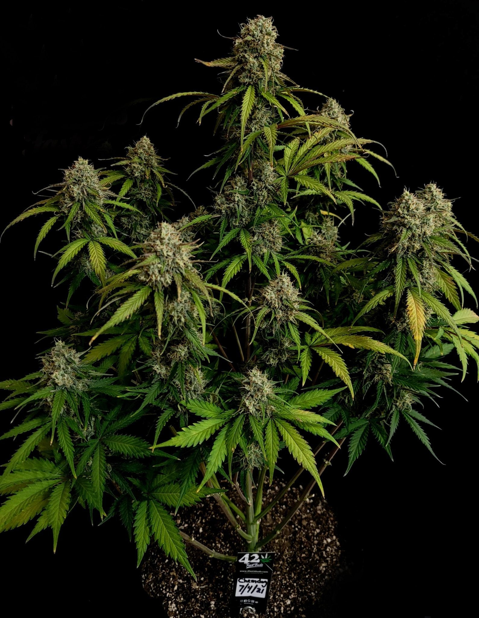Fast Buds Chemdawg Auto | 3er Packung - Bud Brothers