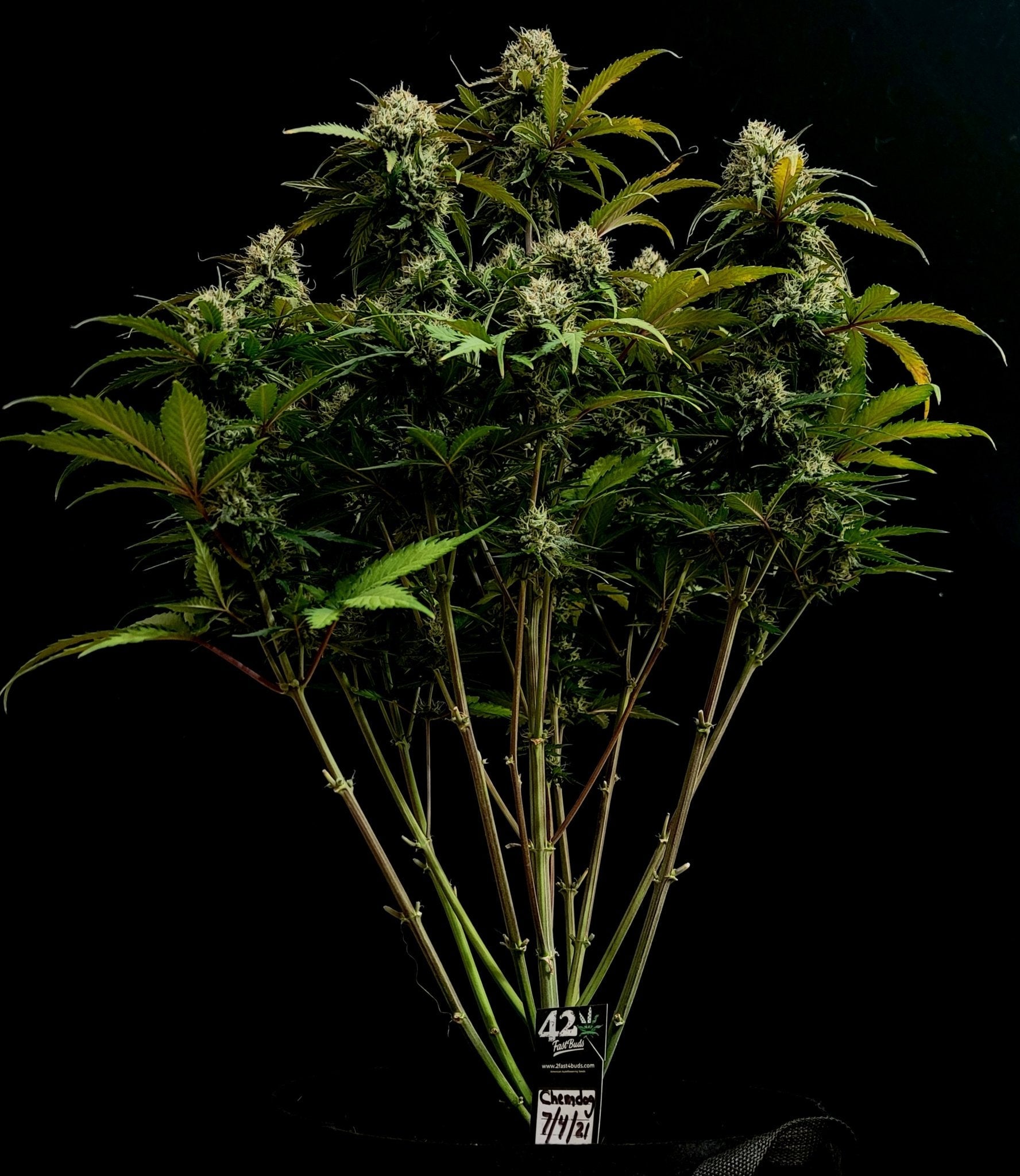 Fast Buds Chemdawg Auto | 3er Packung - Bud Brothers