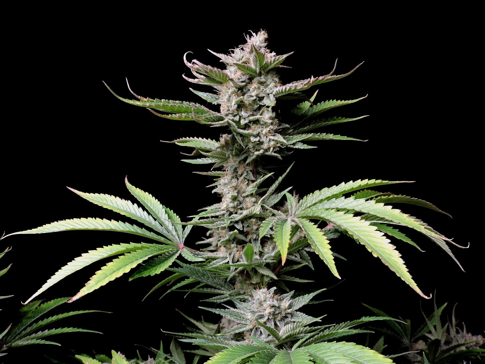 Fast Buds Cherry Cola Auto | 3er Packung - Bud Brothers