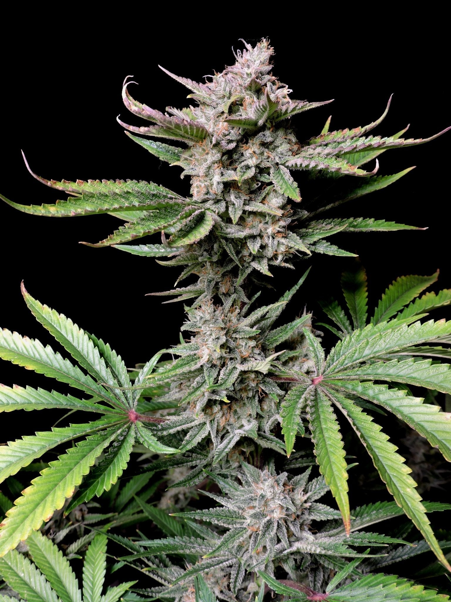 Fast Buds Cherry Cola Auto | 3er Packung - Bud Brothers
