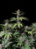 Fast Buds Cherry Cola Auto | 3er Packung - Bud Brothers