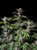 Fast Buds Cherry Cola Auto | 3er Packung - Bud Brothers