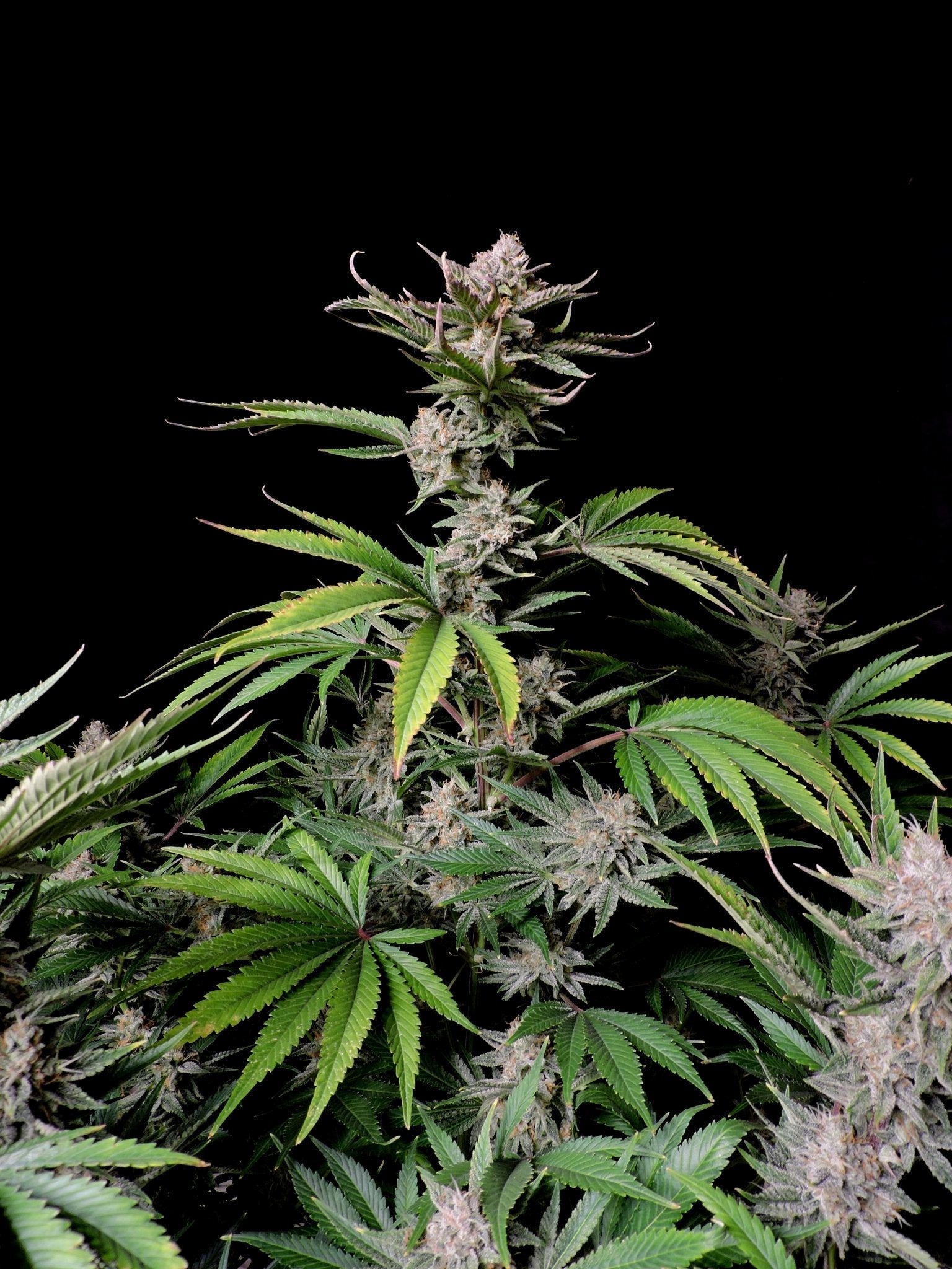 Fast Buds Cherry Cola Auto | 3er Packung - Bud Brothers