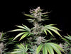 Fast Buds Cherry Cola Auto | 3er Packung - Bud Brothers