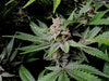 Fast Buds Cherry Cola Auto | 3er Packung - Bud Brothers