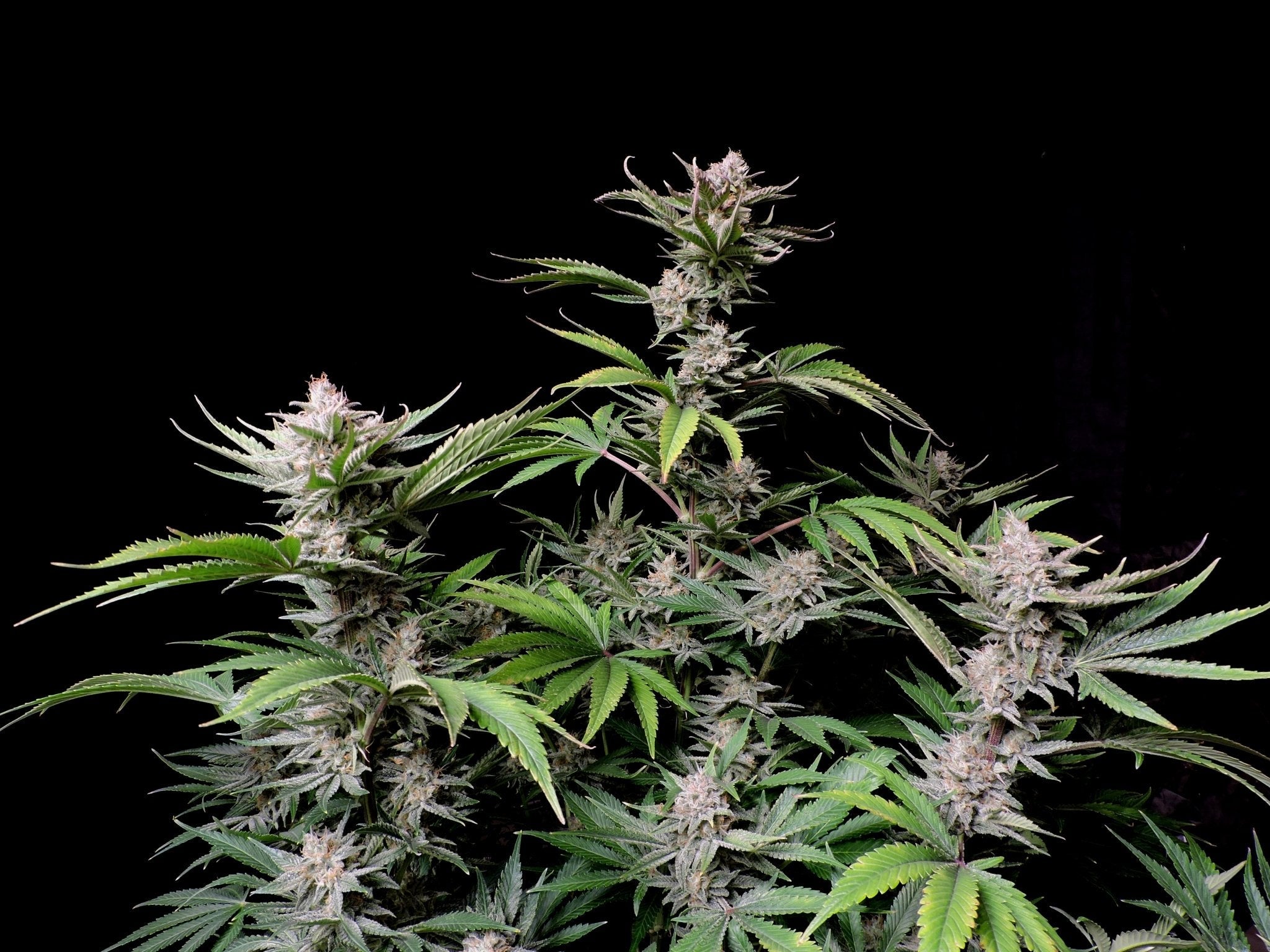 Fast Buds Cherry Cola Auto | 3er Packung - Bud Brothers