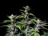 Fast Buds Cherry Cola Auto | 3er Packung - Bud Brothers